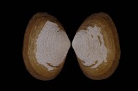 藏品(中華尖峰蛤)的圖片